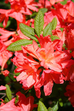 杜鵑花杜鵑