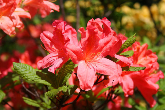 杜鵑花杜鵑