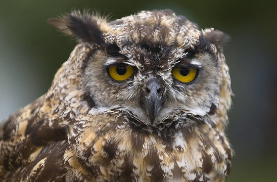 灰色gorned貓頭鷹