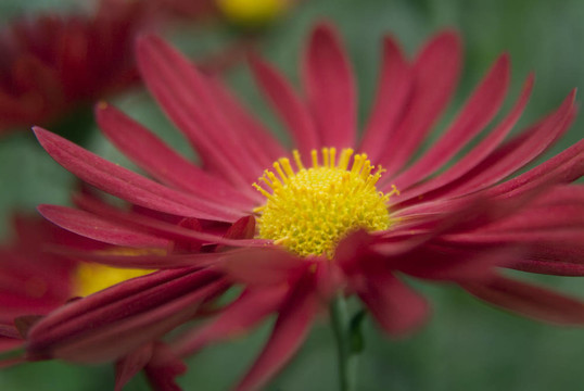 紅菊花