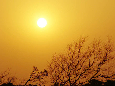 太陽和光禿禿的樹枝