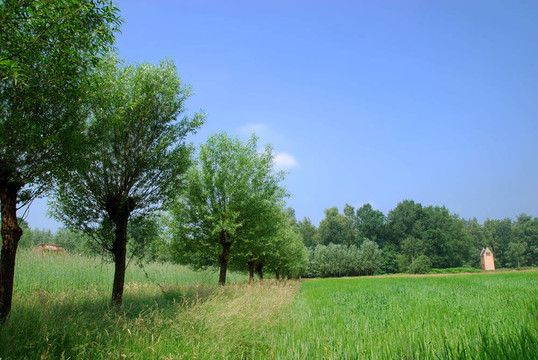 玉米田；黑麥籽粒