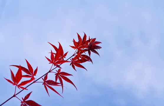 楓葉的樹(shù)枝