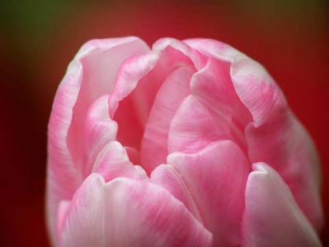粉紅色的郁金香花蕾