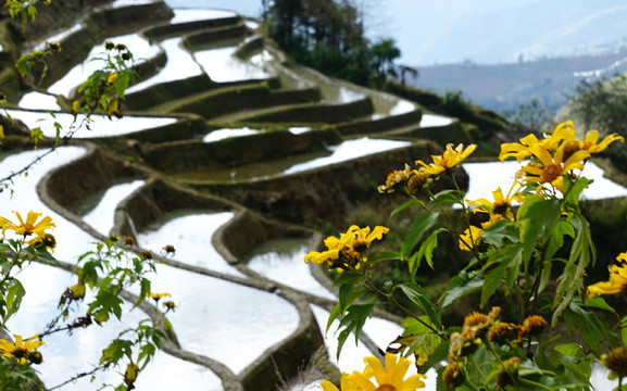 元陽(yáng)哈尼梯田