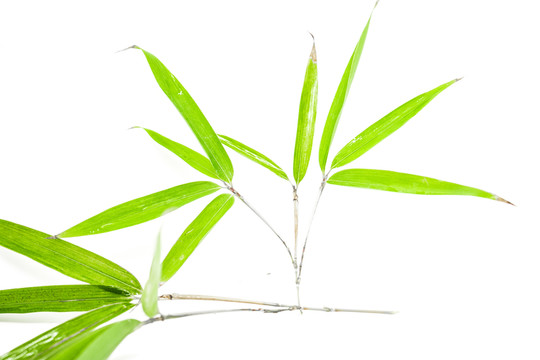 竹葉高清 竹林高清 竹枝