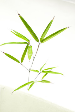 竹葉高清 竹林高清 竹枝