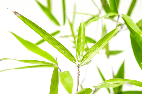 竹葉高清 竹林高清 竹枝