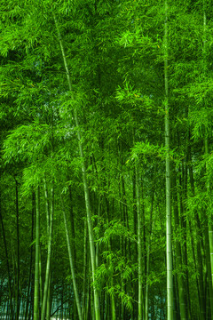 竹林素材 竹林背景 竹林高清