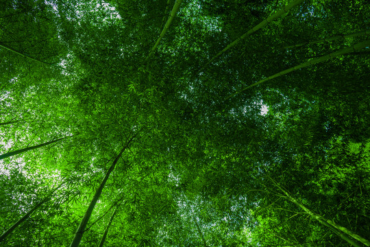 竹林素材 竹林背景 竹林高清