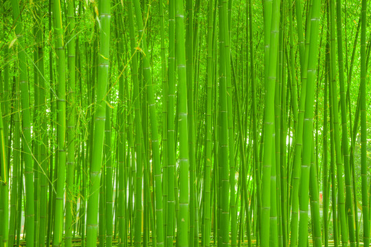 竹林素材 竹林背景 竹林高清