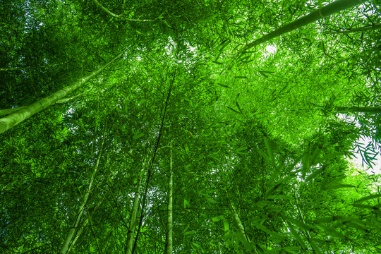 竹林素材 竹林背景 竹林高清