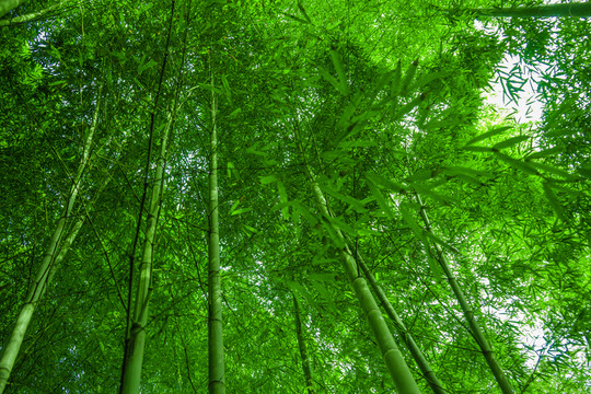 竹林素材 竹林背景 竹林高清
