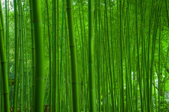 竹林素材 竹林背景 竹林高清