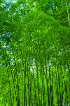 竹林素材 竹林背景 竹林高清
