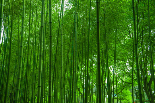 竹林素材 竹林背景 竹林高清
