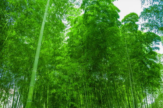 竹林素材 竹林背景 竹林高清