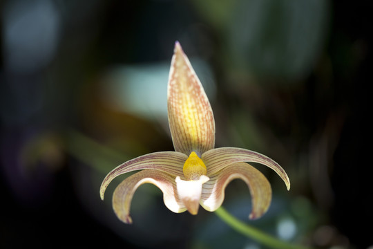 蘭花
