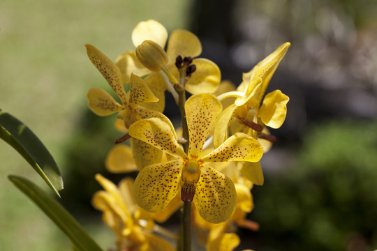 蘭花