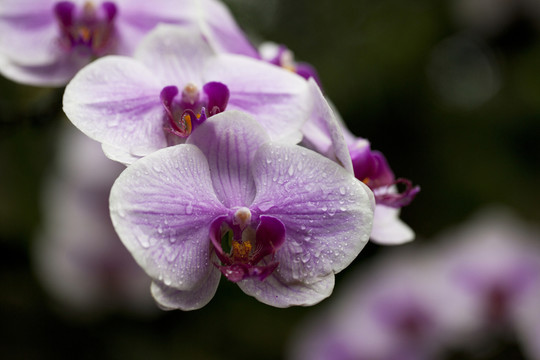 蘭花