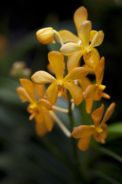 蘭花