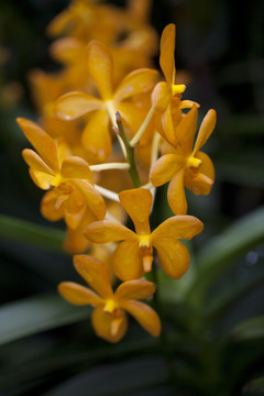 蘭花