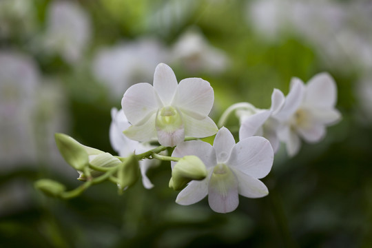 蘭花