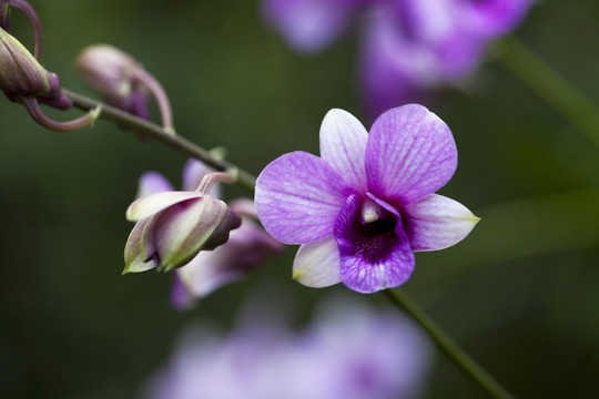 蘭花