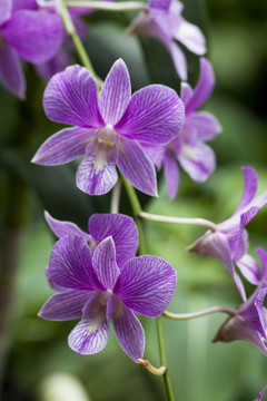 蘭花