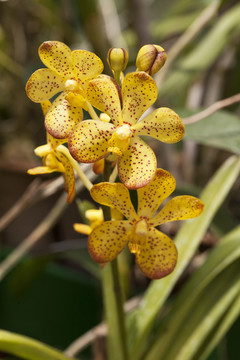 蘭花