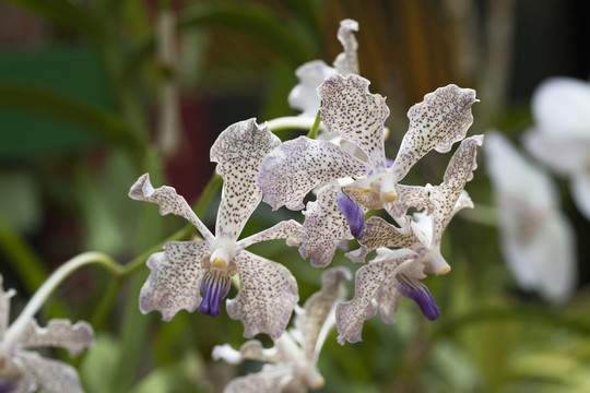 蘭花