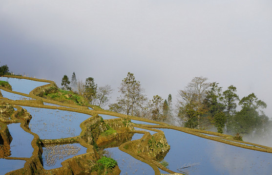 晨霧 梯田