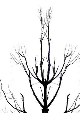 黑白樹枝