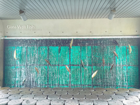 會飛的魚