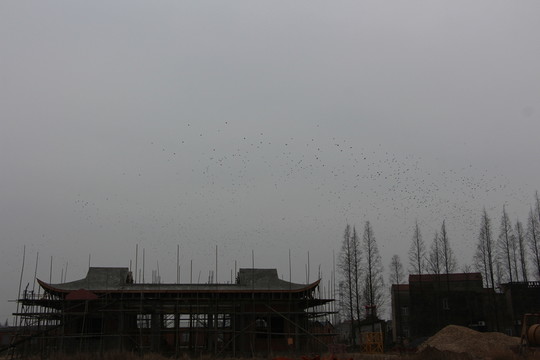 冬日飛鳥(niǎo)成為一景 （21）