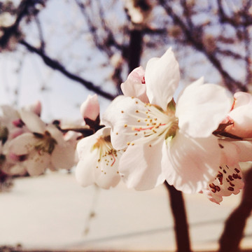 春日桃花