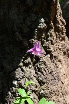 小紫花