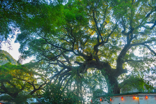 旅游景區(qū)參天大樹