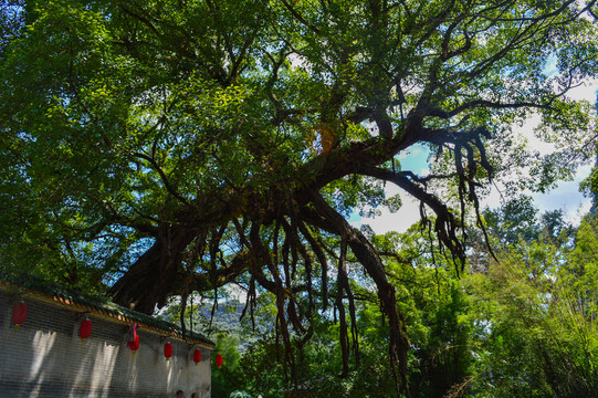 景區(qū)大樹