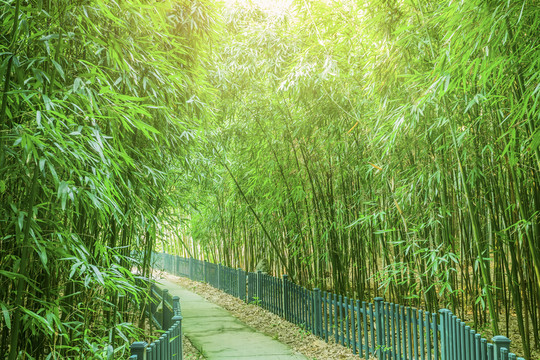 竹林竹子