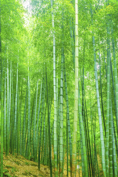 竹子竹林