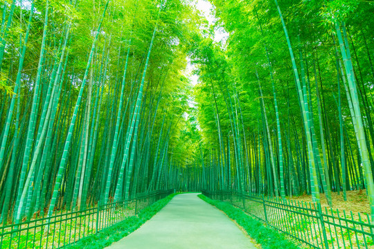 竹子竹林
