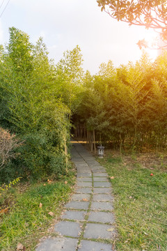 竹子竹林