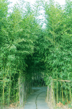 竹子竹林