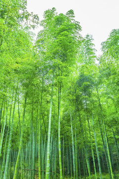 竹子竹林