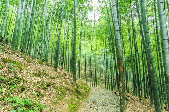 竹子竹林