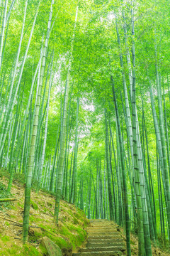 竹子竹林