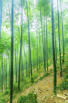 竹子竹林