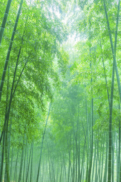 竹子竹林