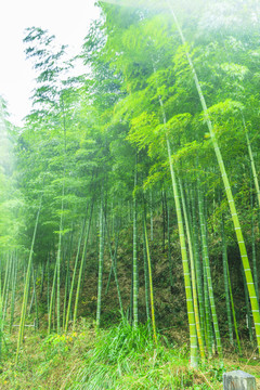 竹子竹林